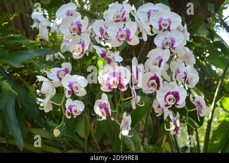 le phalaenopsis violet et blanc fleurit dans le jardin ensoleillé après-midi Banque D'Images