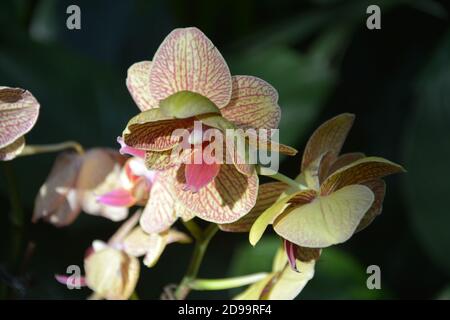 le phalaenopsis jaune avec des veines rouges fleurit dans l'après-midi ensoleillé le jardin Banque D'Images