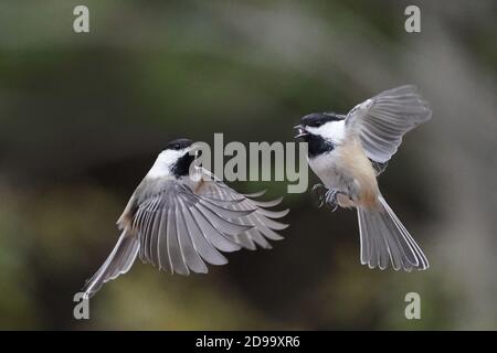 Des chiches et des nuthatches nourris à la main Banque D'Images