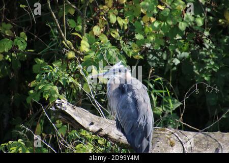 Un grand héron bleu perché sur un arbre mort avec bagues vertes en arrière-plan Banque D'Images