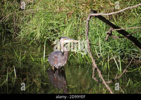 Un grand héron bleu qui passe dans l'eau à côté un petit arbre tombé avec de l'herbe verte en arrière-plan Banque D'Images