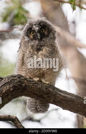 Long-eared owl Banque D'Images