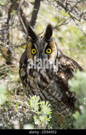 Long-eared owl Banque D'Images