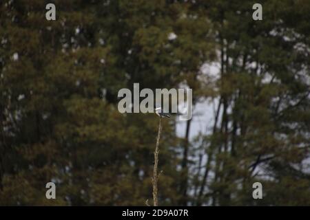 Un kingfisher avec ceinture perché au sommet d'un arbre mort avec une forêt en arrière-plan. Banque D'Images