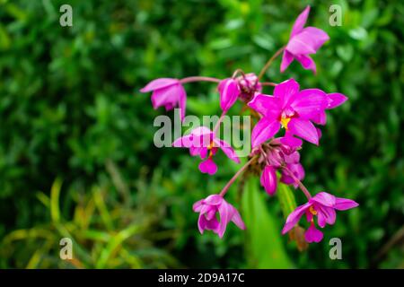 Un groupe de belles orchidées de Moth à Bloom fleurs roses Banque D'Images