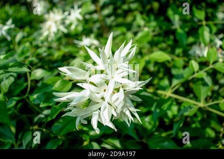 Un groupe de fleurs de jasmin blanc ou de jui dans le plante florale Banque D'Images