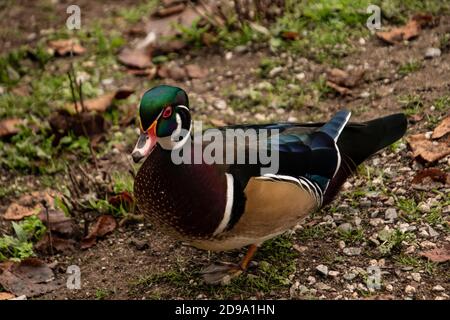 Un gros plan d'un canard de bois mâle sur un boueux rocheux masse Banque D'Images