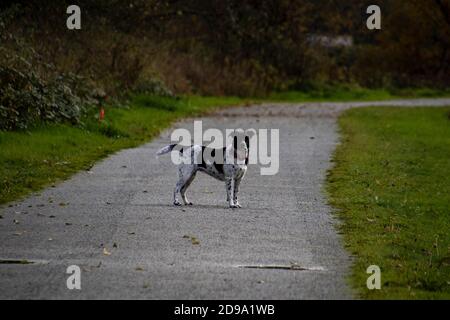 Un taureau de fosse se croiser sur le côté sur le sentier de gravier avec de l'herbe des deux côtés en regardant vers l'appareil photo Banque D'Images