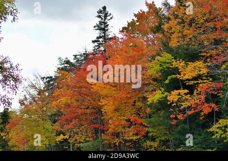Paradise, Michigan, États-Unis. L'automne descend sur une étendue d'arbres bordant une autoroute dans la péninsule supérieure du Michigan. Banque D'Images