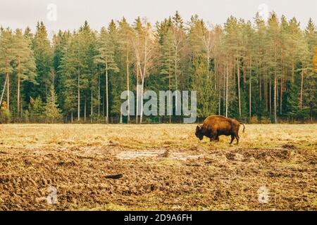 Bison en pleine croissance dans son habitat. Banque D'Images