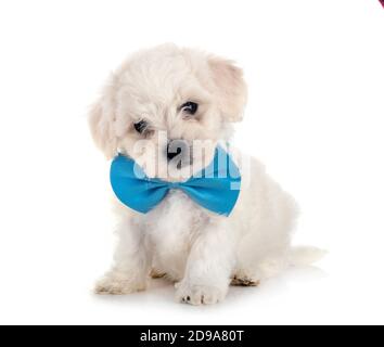 Jeune Bichon Frise in front of white background Banque D'Images