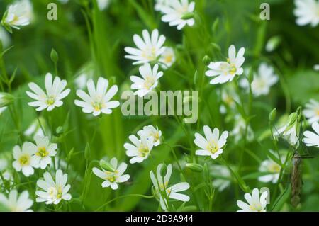Fleurs de printemps et feuilles de Stellaria holostea comme arrière-plan Banque D'Images