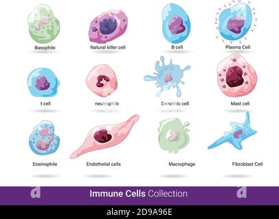 Collection des 12 cellules immunitaires de l'homme et elles sont des cellules dendritiques, éosinophiles, cellules tueuses naturelles, mastocytes et b, t et éosinophiles Illustration de Vecteur