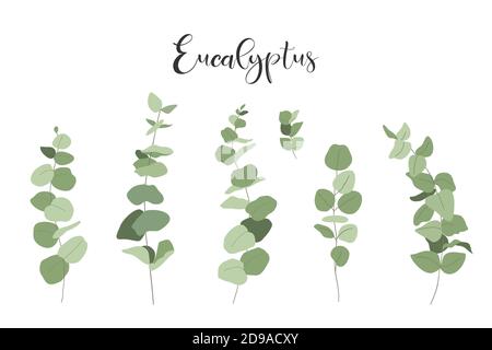 Ensemble isolé d'eucalyptus. Branches et feuilles. Vecteur Illustration de Vecteur
