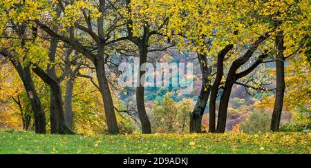 Collection de magnifiques arbres d'automne colorés Banque D'Images
