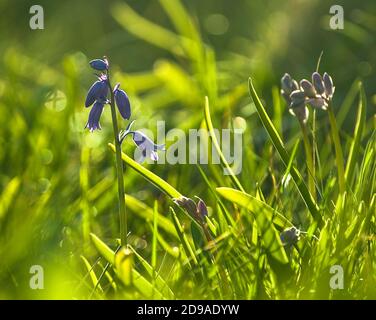 Des cloches fraîches au milieu de l'herbe au printemps matin dans vif léger Banque D'Images