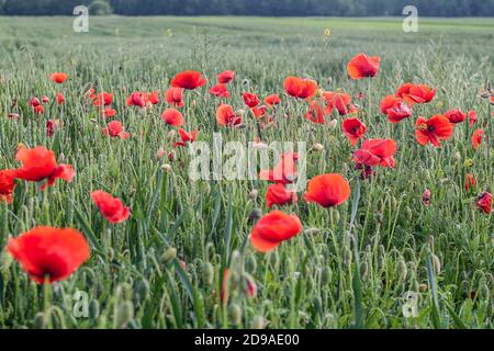 Coquelicots rouges sur champ vert de blé au printemps après-midi Banque D'Images