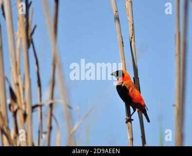 Oiseau d'évêque rouge du Sud (Euplectes orix) perché sur des roseaux autour de Pretoria, Afrique du Sud Banque D'Images