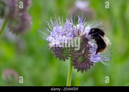 Gros plan de Bumblebee à queue rouge (Bombus lapidarius) sur la fleur pourpre de Lacy Phacelia tanacetifolia. Tansy bleu ou tansy pourpre, plante de miel. Banque D'Images