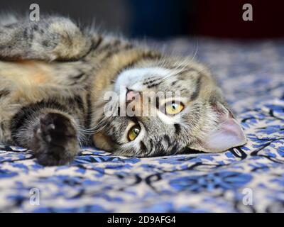 Très mignon chaton s'allonger sur le lit et être paresseux Banque D'Images