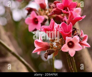 Arbre Lacebark en fleur, belles fleurs roses Banque D'Images