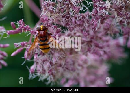 Closeup of Hornet mimic hoverfly (Volucella zonaria) on purple flowers of Hemp-Agrimony- Holy Rope. Herbaceous Plant of gardens and European nature Stock Photo