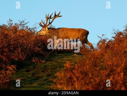 Newtown Linford, Leicestershire, Royaume-Uni. 4 novembre 2020. Météo au Royaume-Uni. Un cerf de Red Deer se lève au lever du soleil à Bradgate Park. Credit Darren Staples/Alay Live News. Banque D'Images