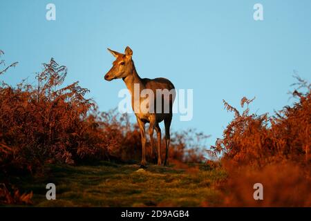 Newtown Linford, Leicestershire, Royaume-Uni. 4 novembre 2020. Météo au Royaume-Uni. Un Red Deer tombe au lever du soleil dans le parc Bradgate. Credit Darren Staples/Alay Live News. Banque D'Images