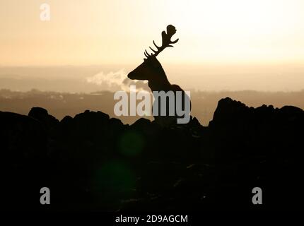 Newtown Linford, Leicestershire, Royaume-Uni. 4 novembre 2020. Météo au Royaume-Uni. Un cerf en forme de cerf jachère se lève au lever du soleil dans le parc Bradgate. Credit Darren Staples/Alay Live News. Banque D'Images