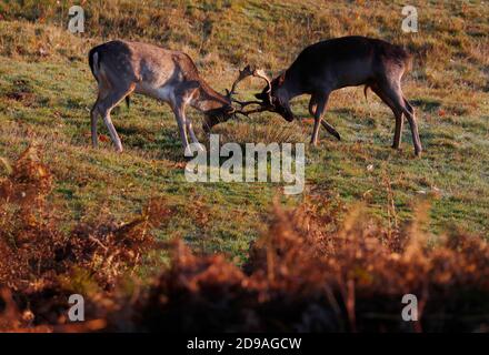 Newtown Linford, Leicestershire, Royaume-Uni. 4 novembre 2020. Météo au Royaume-Uni. Jachère des cerfs au lever du soleil dans le parc Bradgate. Credit Darren Staples/Alay Live News. Banque D'Images