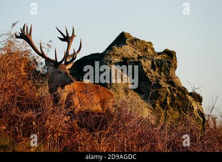 Newtown Linford, Leicestershire, Royaume-Uni. 4 novembre 2020. Météo au Royaume-Uni. Un cerf de Red Deer se lève au lever du soleil à Bradgate Park. Credit Darren Staples/Alay Live News. Banque D'Images