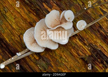 Petit champignon, un Oylivre variable, Crepidotus variabilis, poussant sur une lame morte d'herbe Banque D'Images