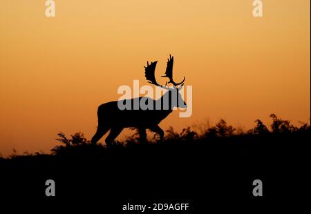 Newtown Linford, Leicestershire, Royaume-Uni. 4 novembre 2020. Météo au Royaume-Uni. Un cerf en forme de cerf jachère se lève au lever du soleil dans le parc Bradgate. Credit Darren Staples/Alay Live News. Banque D'Images