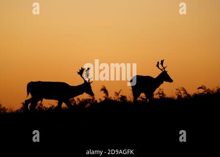 Newtown Linford, Leicestershire, Royaume-Uni. 4 novembre 2020. Météo au Royaume-Uni. Les cerfs en friche s'atlent au lever du soleil à Bradgate Park. Credit Darren Staples/Alay Live News. Banque D'Images