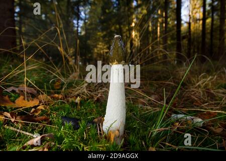 La corne de rose commune, Phallus impudicus, dans une forêt Banque D'Images