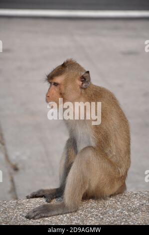 Vue rapprochée du profil latéral d'un jeune heses singe Banque D'Images