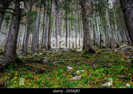 Beau paysage autour du lac Seealpsee dans la gamme Alpstein du canton d'Appenzell Innerrhoden, Suisse. Banque D'Images