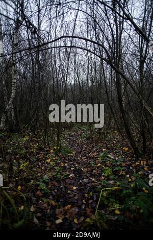 Chemin dans la forêt d'automne. Banque D'Images