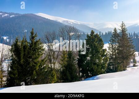 forêt d'épicéa sur la prairie enneigée. beau paysage d'hiver en montagne le matin ensoleillé Banque D'Images