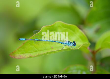 Azur Damselfly - Coenagrion puella, bleu commun damselfly des eaux fraîches européennes, Stramberk, République tchèque. Banque D'Images