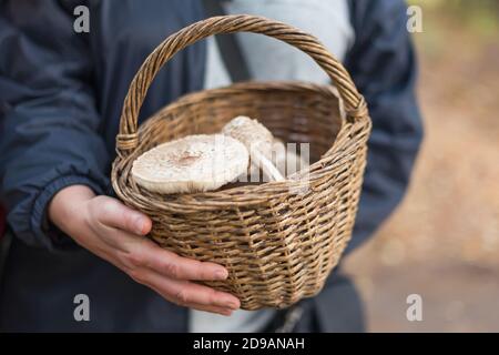 Champignons sauvages fraîchement cueillis dans la forêt locale. Femme tenant un panier en osier avec des champignons comestibles. Délicieux champignons biologiques pour la cuisine Banque D'Images