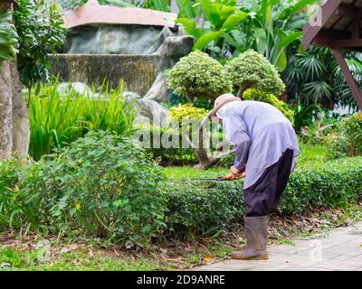 Le jardinier taille une haie. Coupe de la haie avec des cisailles de jardin Banque D'Images