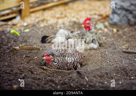 Des poulets colorés se trouvent sur le terrain d'une ferme de village. Banque D'Images