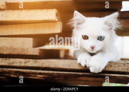 Un petit chaton blanc aux yeux multicolores. Un animal de compagnie spécial est assis sur les planches. Banque D'Images