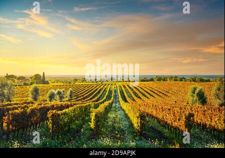 Vignoble Bolgheri, oliviers et fleurs au coucher du soleil. Saison d'automne. Maremme Toscane, Italie, Europe. Banque D'Images
