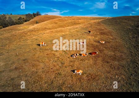 Le troupeau de vaches broutage sur la pente de la colline des pâturages, magnifique paysage de la région de Zlatibor dans le sud-ouest de la Serbie. Banque D'Images