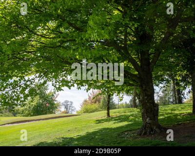 Club de golf de Mullingar, Belvedere, Mullingar, Co. Westmeath, Irlande, Banque D'Images