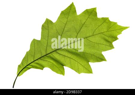 Feuille de chêne vert isolée sur fond blanc. Green Oak Leaf isolé sur fond blanc. Masque. Banque D'Images