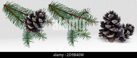 Cône de pin réaliste et branches de l'arbre de conifères pin sur fond transparent. Cônes de pin de Noël isolés pour votre décor. Illustration vectorielle. Illustration de Vecteur