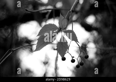 Feuilles de raisins sauvages en flou. L'automne monochrome laisse l'arrière-plan. Banque D'Images